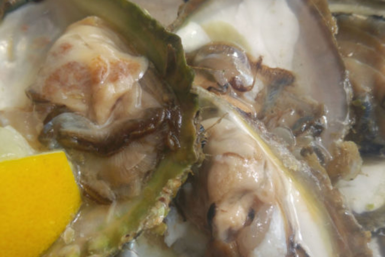 Fresh oysters served at Konoba Maris restaurant in Trstenik Croatia