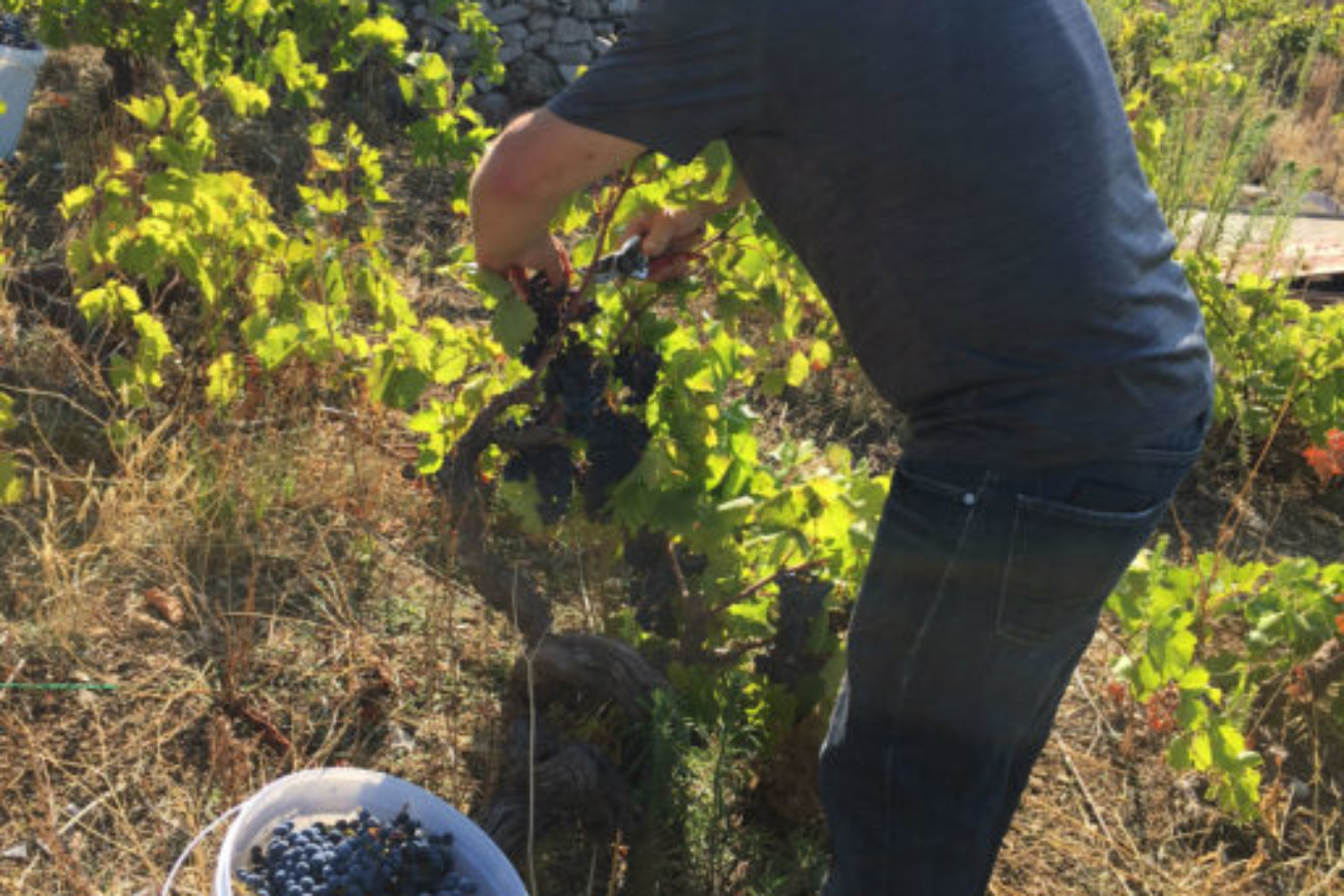 Harvesting Plavac Mali for Portus Vini in Trstenik