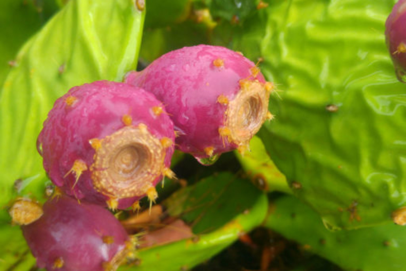 Nopal Cactus Red Fruit Trstenik