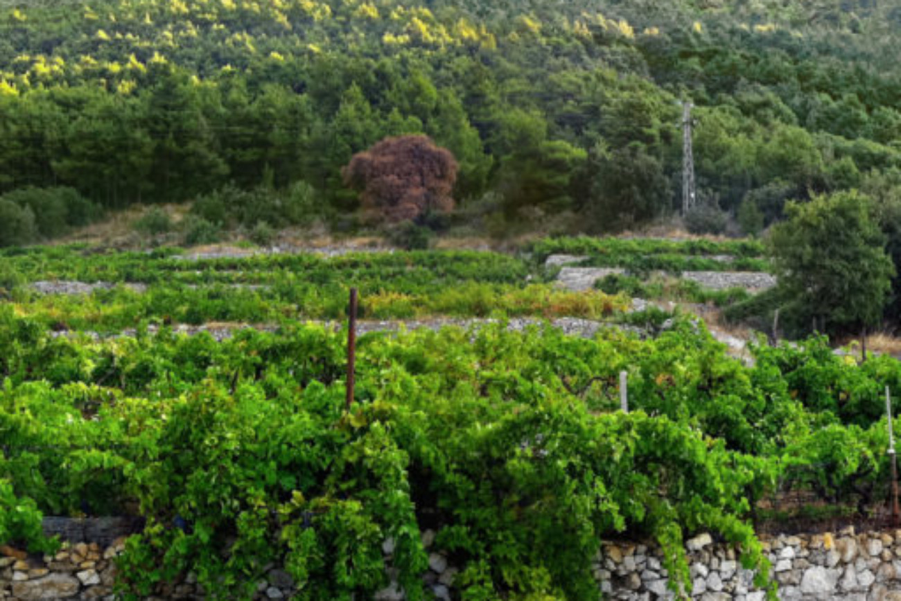 Portus Vini vineyard.